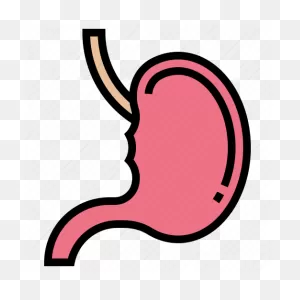 Abdomen, Digestion, Gaster, Organ, Stomach Icon - Download On ClipartFlare.com 