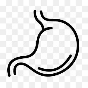 Anatomy, Belly, Body, Human, Organ, Stomach, Tummy Icon ClipartFlare.com 