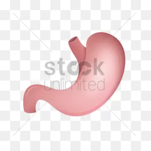Human Stomach Vector Image - 1866699 | Stockunlimited
