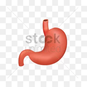 Human Stomach Vector Image - 1866480 | Stockunlimited