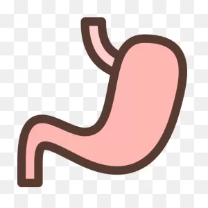 Stomach - Free Medical Icons