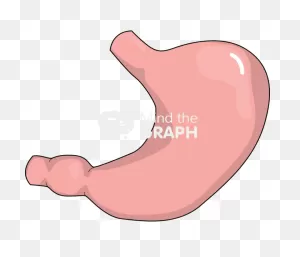 Stomach - Mind The Graph