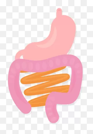 Stomach Intestines Organs Body Gi System Vector Illustration ClipartFlare.com 