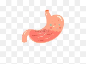 Stomach Png Image And Psd File For Free Download - Lovepik | 401704630