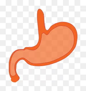 Stomach Anatomy Human Body - Free Vector Graphic On ClipartFlare