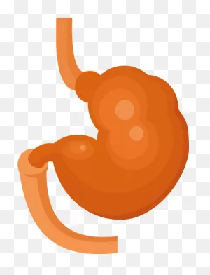 Stomach Clipart. Free Download Transparent .png | ClipartFlare
