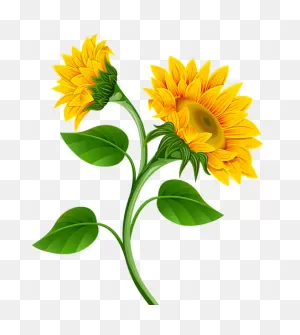 Common Sunflower Clip Art - Sunflowers Png Download - 537*600 ClipartFlare.com 