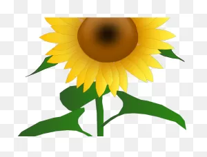 Sunflower Clipart September - Png Download - Full Size Clipart ClipartFlare.com 