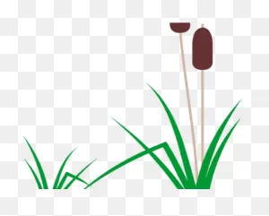 Swamp Clipart Aquarium Plant - Cartoon Cattail - (640X480) Png ClipartFlare.com 