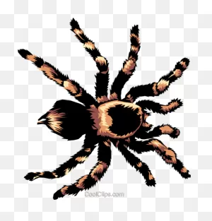13  Tarantula Clipart - Preview : Tarantula Royalty | ClipartFlare