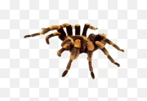 Animated Tarantula - Clipart Best