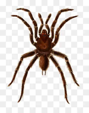 European Garden Spider Barn Spider Tarantula Histoire - Spinnen ClipartFlare.com 