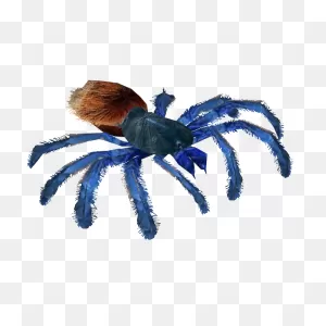 Greenbottle Blue Tarantula (Terrena Laxamentum) | Zt2 Download ClipartFlare.com 