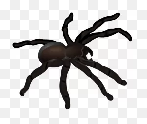 Graphic Royalty Free Coloured Medium Image Png - Tarantula Clipart ClipartFlare.com 