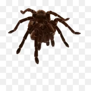 Goliath Birdeater Tarantula Care Sheet - Underground Reptiles