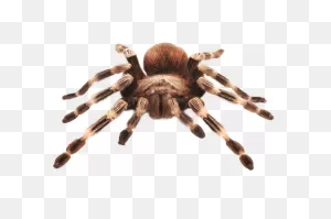 Pet Tarantulas Wonderland - Herps Exotic Reptile & Pet Shows