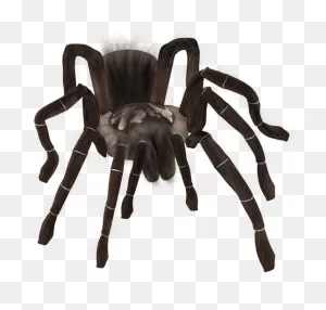 Spider Png Download - Tarantula Png Clipart - Full Size Clipart ClipartFlare.com 