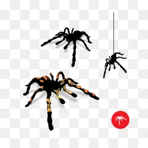 Tarantula Spider Vector | Dragonartz Designs (We Moved To ClipartFlare.com 
