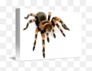 Tarantula. By John Bell