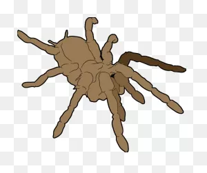 Tarantula Clip Art At ClipartFlare ClipartFlare.com - Vector Clip Art Online, Royalty Free ClipartFlare.com 