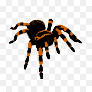 Tarantula