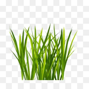 Transparent Tall Grass Picture, Chamomile, Root, Soil - 28158 ClipartFlare.com 