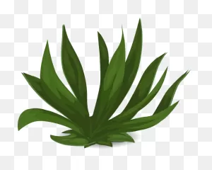 Tall Grass Images - Non Flowering Plant Clipart - Png Download ClipartFlare.com 
