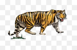 Tiger Clipart. Free Download Transparent .png | ClipartFlare