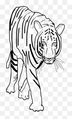 Free Tiger Stripes Clipart, Download Free Tiger Stripes Clipart ClipartFlare.com 