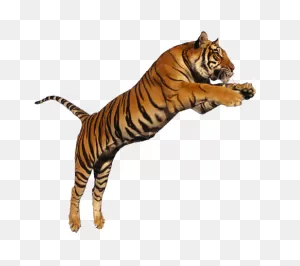 Tiger Clipart Wild Animals - Transparent Background Tiger Clipart ClipartFlare.com 