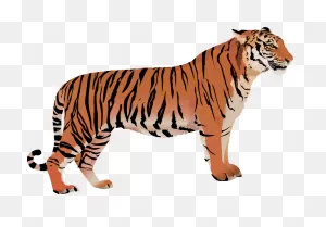 Download Hd Tigger - Bengal Tiger Transparent Transparent Png ClipartFlare.com 
