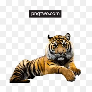 Tiger Png, Tiger Face Png, Tiger Png Hd, Tiger Png Image, Tiger ClipartFlare.com 