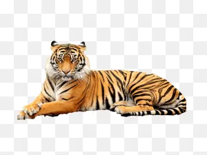 Tiger Free Png Images Hd - Tiger Free Png Images | Tiger Images ClipartFlare.com 