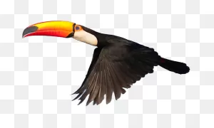 Best Toucan Clipart #19685 - ClipartFlare ClipartFlare.com