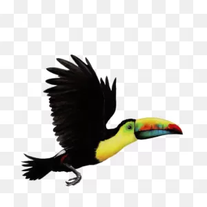 Toucan Wall Sticker - See How You Can Transform A Room And Create ClipartFlare.com 