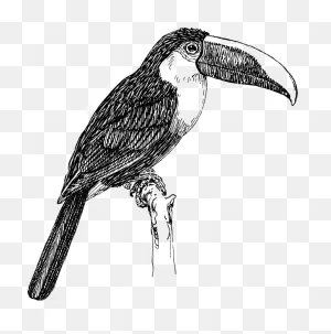 Toucan Clip Art At ClipartFlare ClipartFlare.com - Vector Clip Art Online, Royalty Free ClipartFlare.com 
