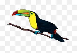 Toucan Clipart. Free Download Transparent .png | ClipartFlare
