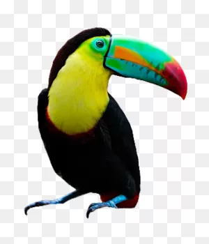 Toucan #bird #pngs #png #lovely Pngs #usewithcredit - Toucan ClipartFlare.com 