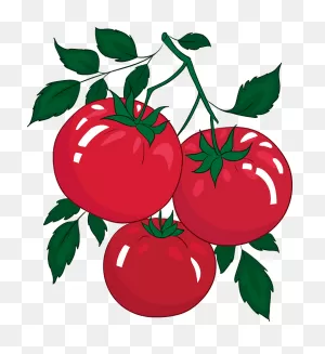 Tomato Clipart. Free Download Transparent .png | ClipartFlare