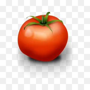 Tomato Vector Image | Free PNG-WebP