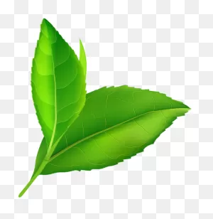 03 Leaf Clip Art - Transparent Background Green Leaf Png - Full ClipartFlare.com 