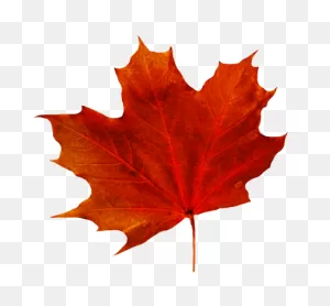 Free Leaf With Transparent Background, Download Free Leaf With ClipartFlare.com 