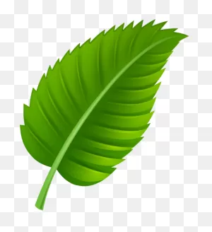Green Leaf Png Clip Art | Leaves, Leaf Template, Leaf Flowers