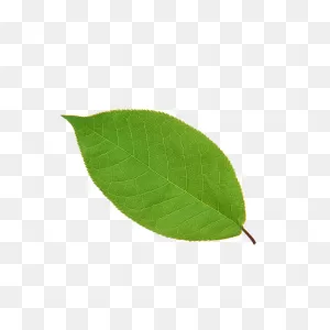 Leaf Apple High-Definition Television - Leaves Png Download - 650 ClipartFlare.com 