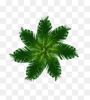 Architecture Entourage And Templates: Palm Tree Plan 01
