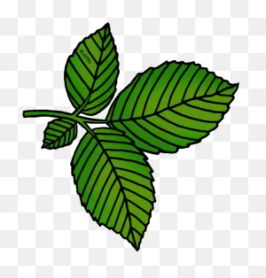 Free Cartoon Leaves, Download Free Cartoon Leaves Png Images, Free ClipartFlare.com 