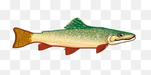 300  Free Trout & Fish Images