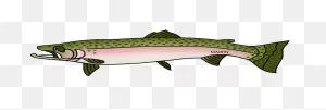 Animals Clip Art By Phillip Martin, Steelhead Trout