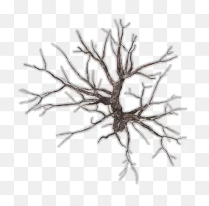 24 Mar 2009 - Dead Tree Top View Png - (571X541) Png Clipart Download