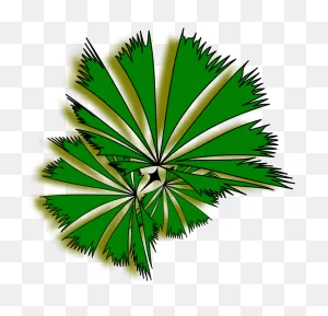 Download Hd Palm Raphis 01A - Palm Tree Top View Clipart ClipartFlare.com 